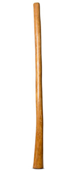 Gloss Finish Flared Didgeridoo (TW1412)